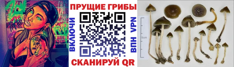 Купить где  Лыткарино  Галлюциногенные грибы Psilocybe 